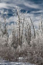 iced trees.jpg